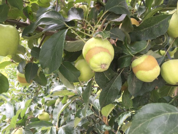 Ovocie slovenského pôvodu bude tento rok drahšie kvôli slabej úrode